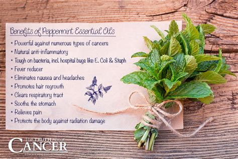 Some of the most popular essential oils used in beauty are lavender and tea tree, but did you know peppermint oil can also be used to enhance your beauty? 13 Ways Peppermint Essential Oil is Good For Your Health