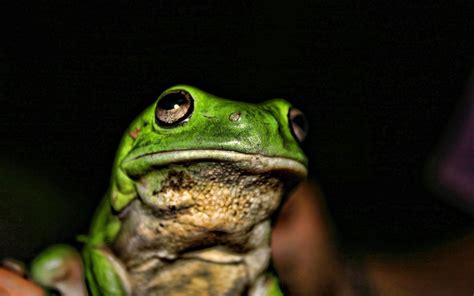 Download Green Frog In Focus Photography Wallpaper