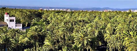 Maybe you would like to learn more about one of these? El Palmeral de Elche ¿Quieres conocerlo? - Ilutravel