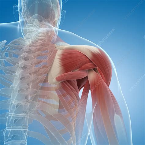 Shoulder Muscles Artwork Stock Image F0055457 Science Photo Library