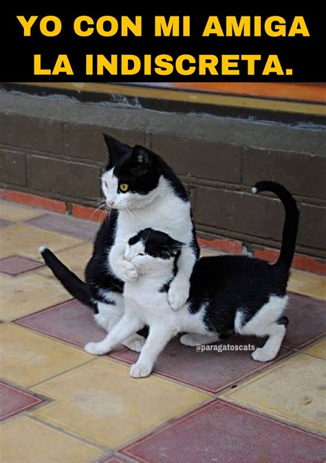 Estos Top 24 Memes Divertidos Gatos Son Tan Divertidos Simplemente