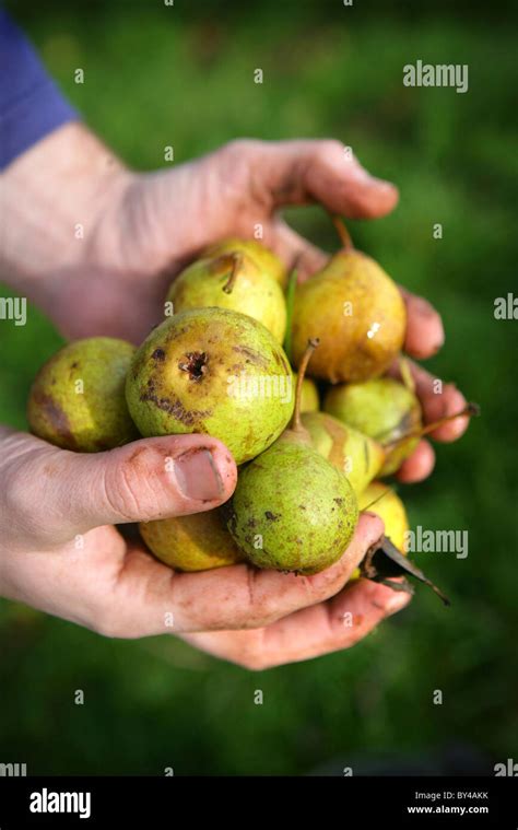 A Hand Full Of Pears At A Pear Harvest Stock Photo Alamy