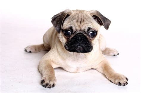 Pug History Personality Appearance Health And Pictures