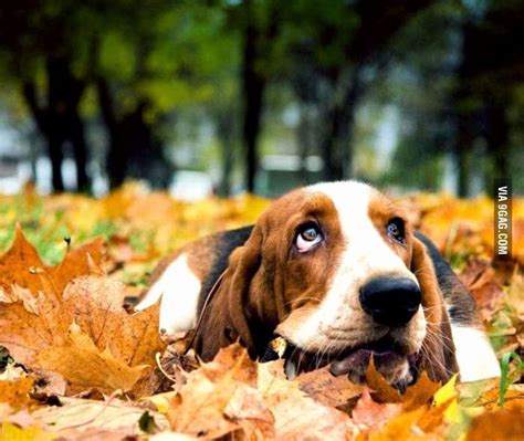 Cute Fall Animals Luxury 174 Best Animals In Autumn Images On Pinterest