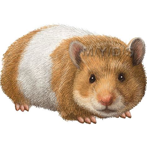 Hamster Clipart And Hamster Clip Art Images Hdclipartall