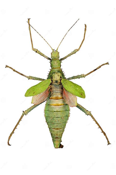 Green Insect Stock Photo Image Of Green Large Gigante 4218962
