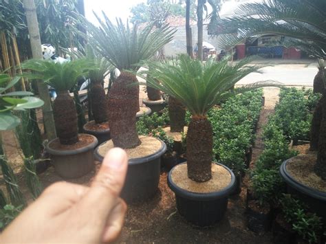Makanya, tanaman hias untuk indoor pun banyak diburu. POHON SIKAS MURAH | JUAL POHON PALEM SIKAS | JUAL TANAMAN ...