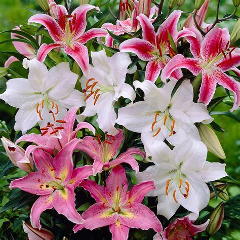 Buy Giant Oriental Lillies Mixed Bulbs J Parkers