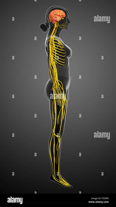 Illustration Of Female Nervous System Artwork Stock Photo Alamy