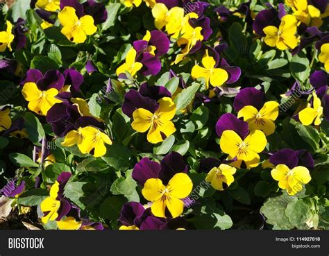 Viola Tricolor Flowers Image And Photo Free Trial Bigstock