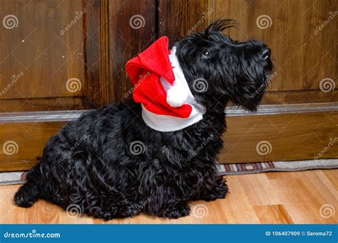 Funny Naughty Dog In Santa Hat Stock Image Image Of Adventure Animal