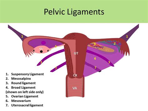 Gyn Pelvic Anatomy PPT Pelvic Surgical Anatomy PowerPoint