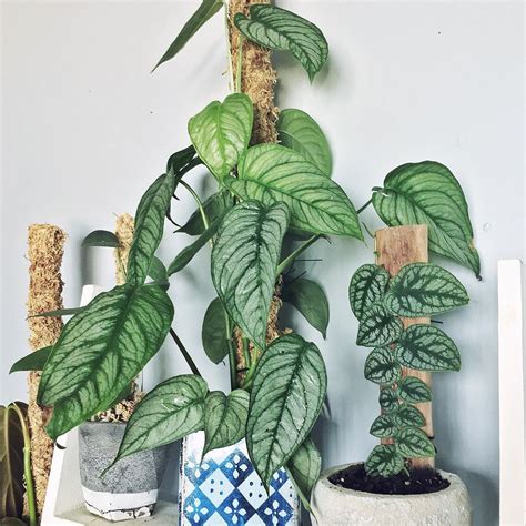 Plant gallery the photos on the featured plant page are current photos from our most recent nursery visits. Philodendron Brandtianum Vs Sodiroi - Philodendron