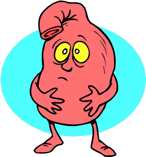 Stomach Stomach Cartoon Clipart Full Size Clipart 379927