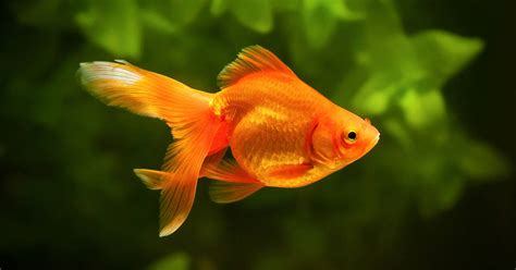 Standard Care Of Goldfish Fish Vet
