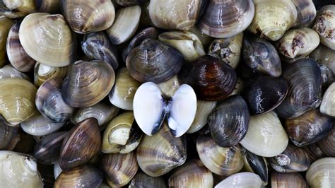 11 Types Of Clam And How To Eat Them