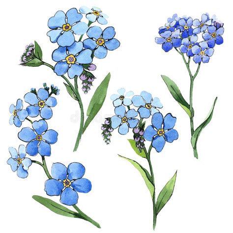 Watercolor Blue Forget Me Not Flower Floral Botanical Flower Isolated