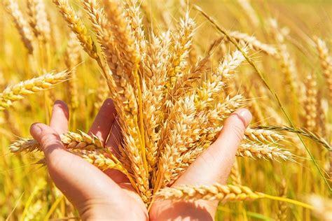 Wheat In The Hands Harvest Time Background And Picture For Free