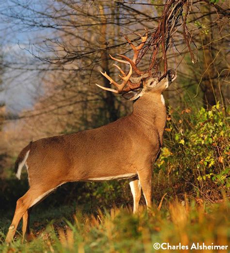 Should You Be Hunting Over Scrapes Legendary Whitetails