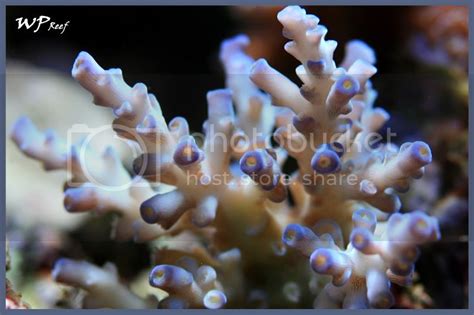 Having Fun With My New And First Mm Macro Reef Central Online Community Archives