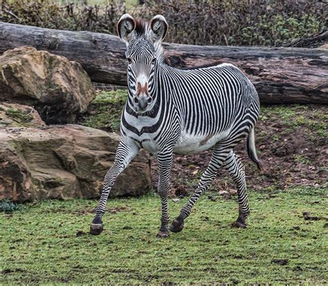 Repository for zebra technologies developers, tools & utilities. Grévy's Zebra | Animals | Yorkshire Wildlife Park
