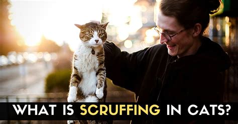 What Is Scruffing In Cats Enjoy The Pets