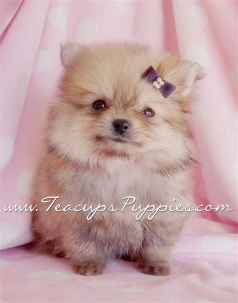 Tiny Teacup Pomeranian Puppies Teacup Puppies And Boutique Fluffy