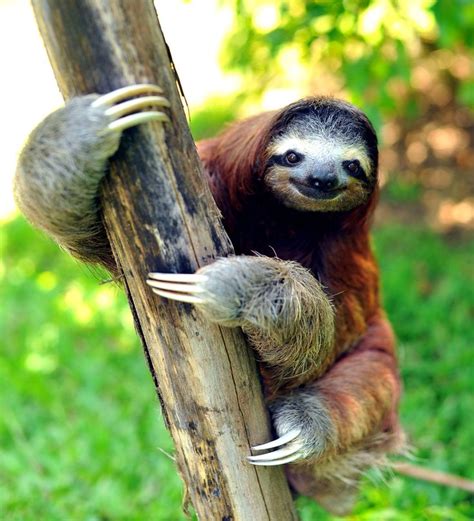 17 Best Images About Sleuthing Sloths On Pinterest A Sloth Today