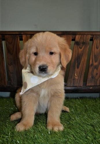 Beautiful, mellow tempered pups from our home to yours. Golden Retriever Puppy for Sale - Adoption, Rescue for ...