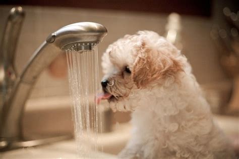 Offer the water and broth mixture to your puppy, and encourage him to take a drink. Puppy drinking water! | Thirsty | Pinterest | Drinking water, Puppys and Drinking