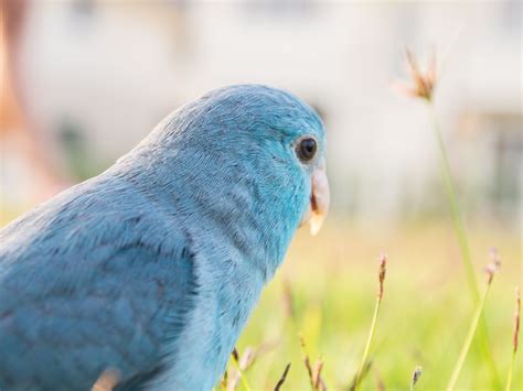 8 Top Blue Parrot Species To Keep As Pets