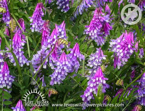 What wildflowers grow in texas? Thumbnail Index of Blue / Purple Texas Wildflowers : Texas ...