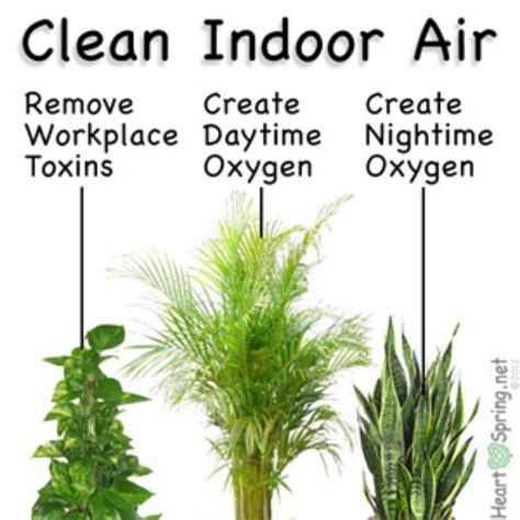 When selecting houseplants for cleaner air, choose bigger, leafier plants, as greater surface area means more purifying power, according to former nasa scientist dr. Pin by Sam Mann on Plants | Plants, Indoor plants clean ...