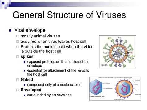 Ppt Viruses And Viral Diseases Powerpoint Presentation Free Download