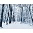 Winter Park Tree Forest Snow Russia Trees Snowy Forests T20 