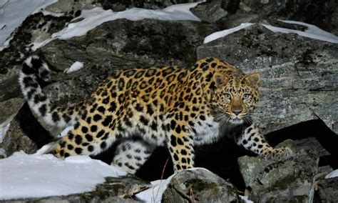 Amur Leopard The Worlds Rarest Cat Wwf