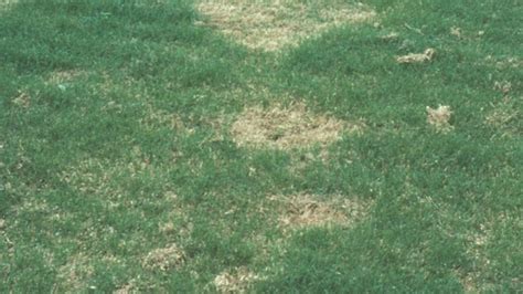 Spring Dead Spot Disease Of Roots Syngenta Turf And Landscape