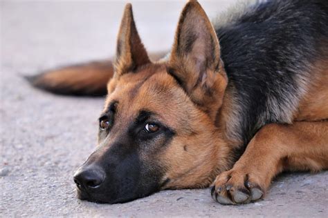 German shepherd dogs that are bred for show are bred to conform to a very specific set of standards and the dogs in a litter that do not adhere to those lilian also read my german shepherd rescue and adoption article and the german shepherd puppy guide article if interested in getting a dog. German Shepherd Dog Breed Facts & Information | The Dog ...