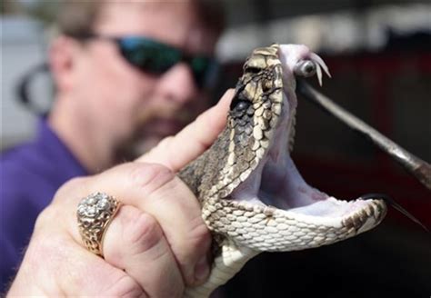 Time To Curb Rattlesnake Rodeos