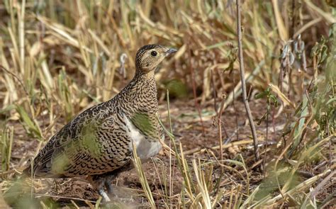 Black Faced Sandgrouse ♀ Tarangire Np Tanzania Flickr