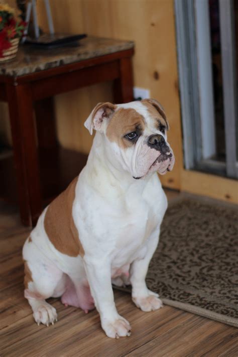 1,284 likes · 14 talking about this. Olde English Bulldogge Puppies For Sale | Seattle, WA #183075