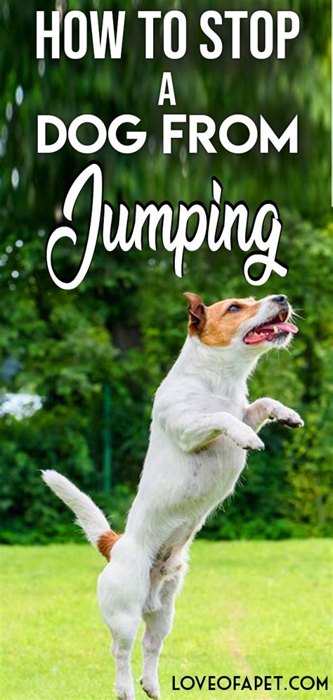 Basic Guidance On How To Stop A Dog From Jumping Jumping Dog Dog