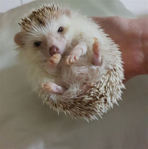 When Hes Daydreaming 😴 Hedgehog Pet Baby Hedgehog Cute Hedgehog