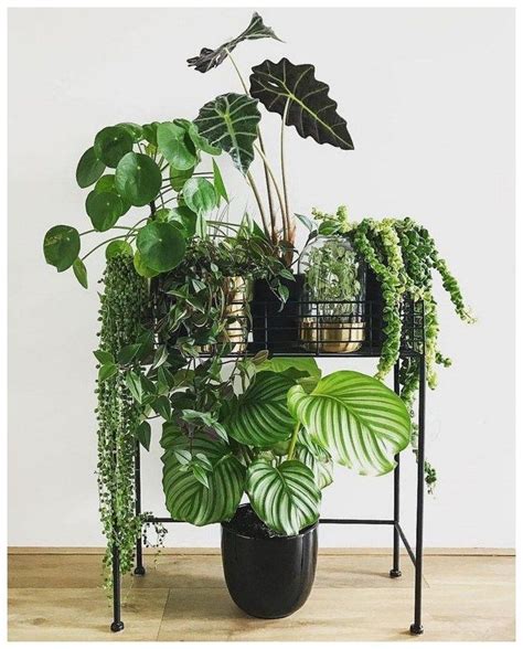 85 Amazing Indoor Plants Decor Ideas 4 Plant Decor Indoor Plants