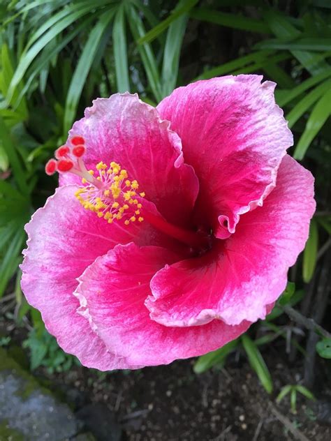 Hibiscus Flower Plant Tropical Blossom Pink Hibiscus Plant