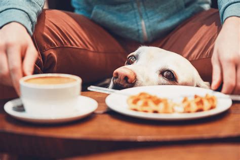 Can Dogs Drink Coffee Black Insomnia Coffee