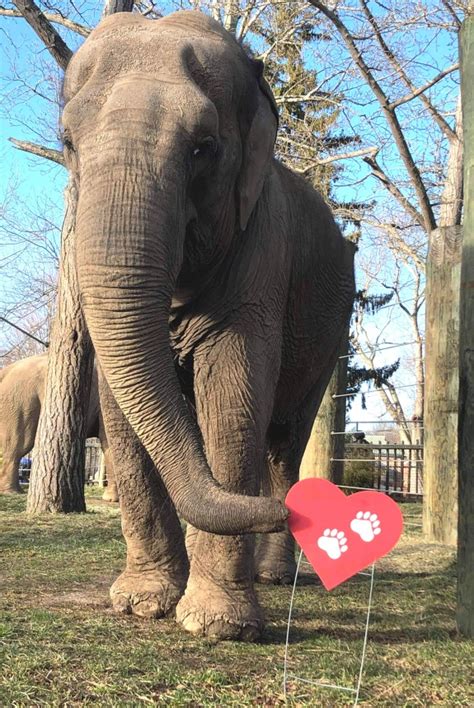 New Bedfords Buttonwood Park Zoo Launches New Fundraiser With Heart