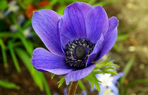 8 Most Beautiful Blue Flowers In The World Gardening Sun