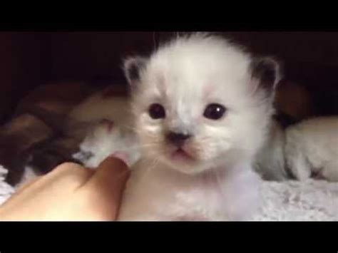 We are in los angeles. Traditional Siamese Kitten newborns (Teddy) - YouTube