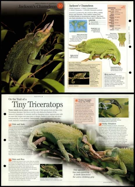 Jacksons Chameleon 10 Reptiles Discovering Wildlife Fact File Fold